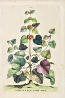 Marrubium Majus Tomentosum