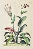 Acetosa Hispanica Maxima 