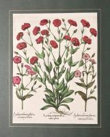 Lychnis coronaria flore rubro pleno. Lychnis coronaria flore incarnato punctata. Lychnis coronaria flore incarnato non punctata