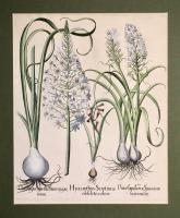 Hyacinthus Serotinus obsoleto colore. Ornithogalum lacteum maximun. Ornithogalum spicatum maximum. 