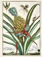 No title (Pineapple), Tab. I