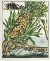 Senza titolo (ananas), Tab. II