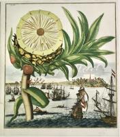 Senza titolo (ananas), Tab. IV