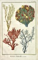 Histoire naturelle. Polypiers. 