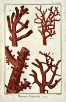 Histoire naturelle. Polypiers