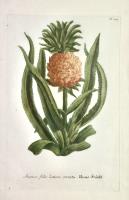 Ananas folio latiore serrato (ripetuto in  tedesco)