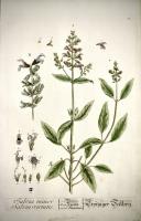 Salvia Minor  - Salvia virtutis / Salben