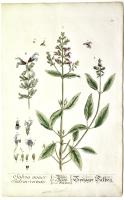Salvia Minor  - Salvia virtutis / Salben