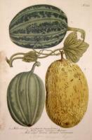 Melo viridis striatus et maculosus. Melo pepo croceus, melone. Melo pepo cortice oscure virescente. N. 723.