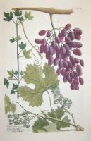 Vitis Corinthiaca seu uvae passae minores, Raisins de Corinthe-Vitis vitifera seu uva passa maior, Raisins.