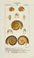 Ammonite di Caen...
