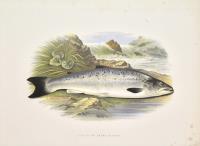 Grilse, or young Salmon.