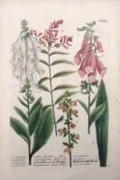 Digitalis rubra floribus albis maculates. Digitalis angustifolia flore ferrugineo. Digitalis alba folio aspero. Digitalis Virginiana angustifolia spicata.