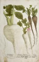 Raphanus minor, Raphanus minor oblongus Raifort, Raphanus minor, oblongus niger minor rotundus niger, Raphanus major sativus albus, Raifort blanc…