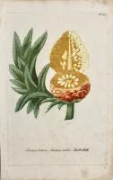 Ananas Brava Ananas noble 