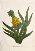 Ananas Sagitae Folio