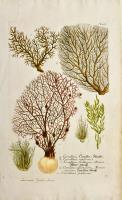  Corallina, Corallen, Corallina retiformis, Corallina fruticosa, Corallina fruticarum, Mouse Marine…