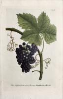  Vitis Vinifera fructu rubro, Vin Rouge…