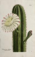  Cereus erectus altissimum Surinamensis.