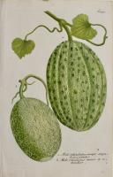  Melo Reticulatus major angulosu viridis, Melo Reticulatus minor et rotundior