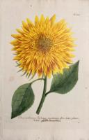Chrysanthemum Indicum, maximum flore luteo pleno, Soleil. 