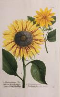 Chrysanthemum Indicum, seu flos solis minimus, Chrysanthemum Indicum flos solis minor.