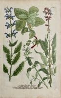 Salvia Latifolia flore albo, Salvia Latifolia Serrata, Salvia Minor auriculata, Sauge, Salvia folio variagato ex albo ex viridi.