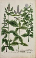 Mentha Acquatica rubra, Mentha Arvensis verticillata, Mentha Crispa, Mentha Spicata...