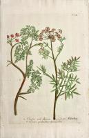  Cicuta vel Apium palustre, Cicuta palustris tenuifolia.