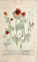 Adianthum aureum majus, Adonis hortensis major fleur d’Adonis...