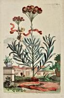 Gnaphalium Americanum flore luteo magno.