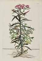 Gnaphalium Americanum angustifolium.