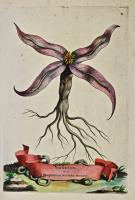 Sidereon sive Serpentaria Mirabilis Montana. 