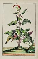 Laphatum Unctuosum