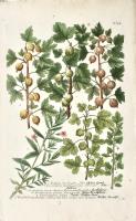 Gratiola, seu Gratia Dei, Grossularia seu Uva Crispa, goseille Grossularia fructu obscure flavescente, Grosselles… Grossularia picta, grossularia fructu rubru.